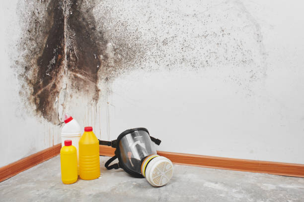 Best Certified Mold Removal  in Belen, NM