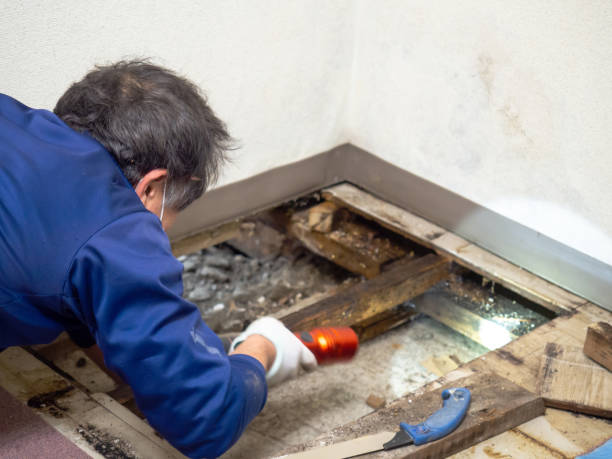 Professional Mold Removal in Belen, NM