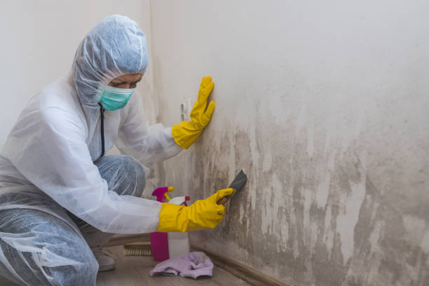 Best Crawl Space Mold Removal  in Belen, NM