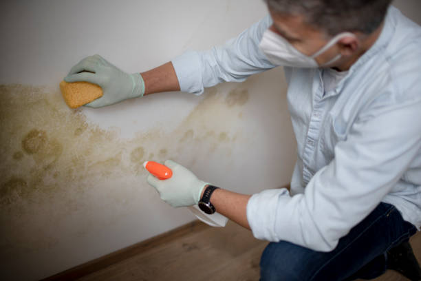 Best Attic Mold Removal  in Belen, NM